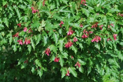 Acer ginnala - javor amurský - plody a listy (56)